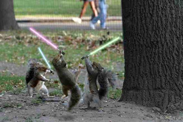 Obrázek Jedi Squirrels 26-12-2011