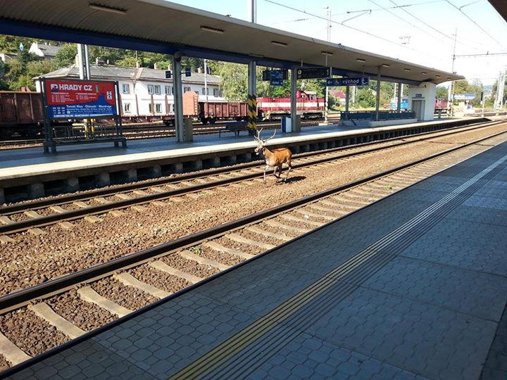 Obrázek Jelenosprezka Ceskych drah Zabreh na Morave