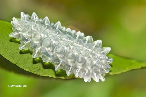 Obrázek Jewel Caterpillar - Acraga coa