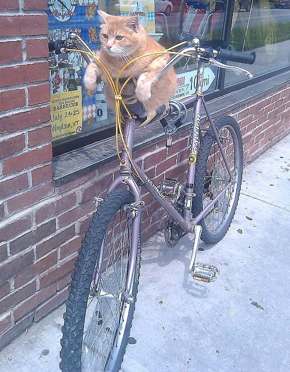 Obrázek Just A Cat Chillin On A Bike