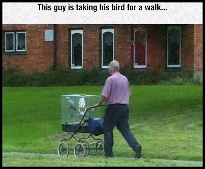 Obrázek Just Taking My Bird For A Walk