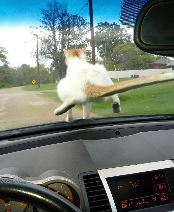 Obrázek Just a cat sitting on the car