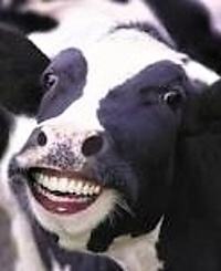 Obrázek Just a cow