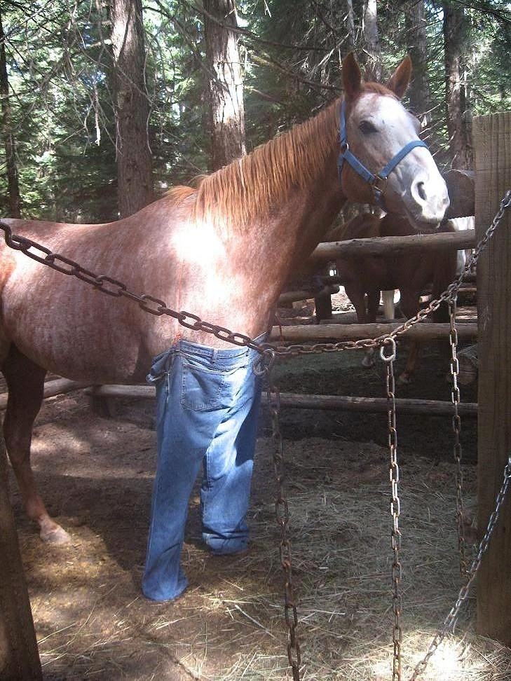 Obrázek Just dont ask me why I googled horse wearing pants - 27-04-2012
