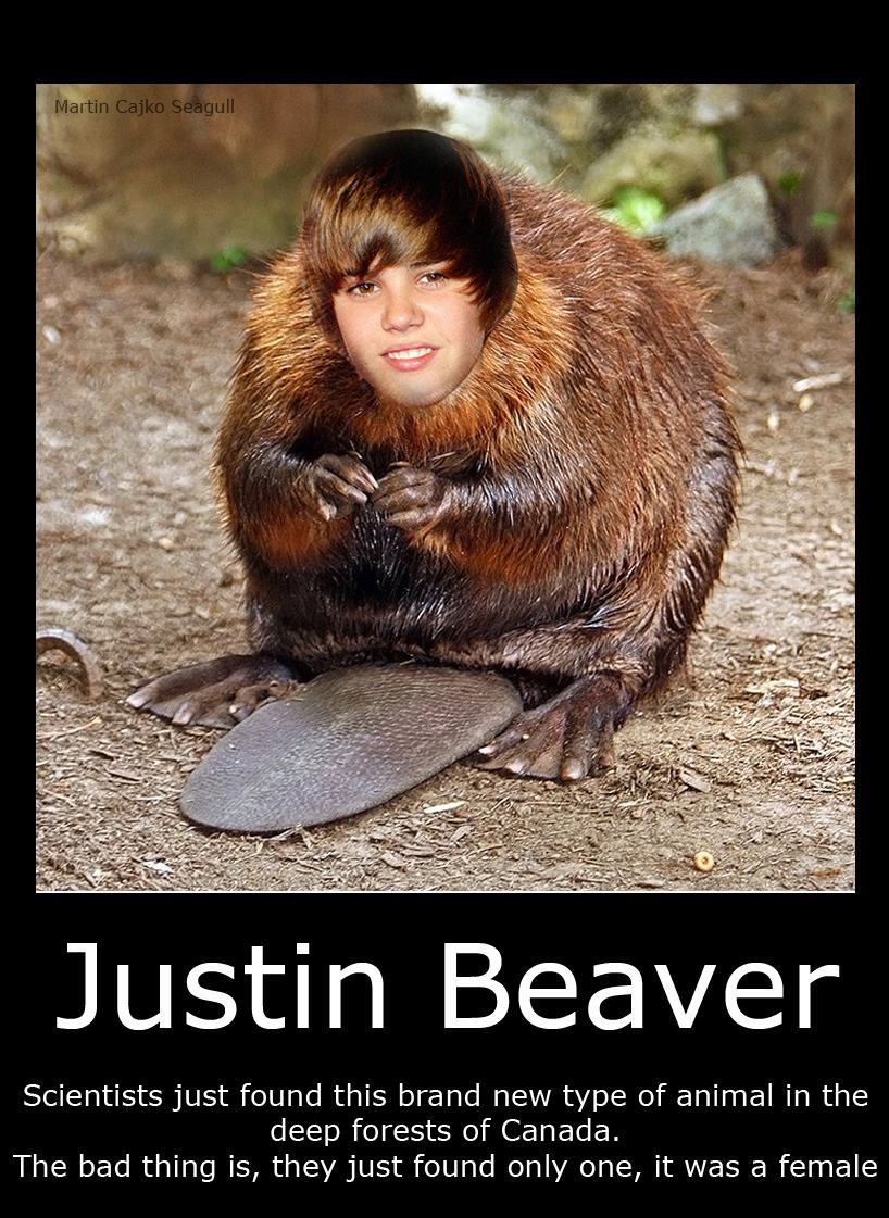 Obrázek Justin Beaver