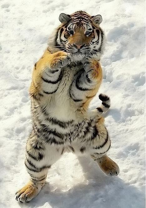Obrázek KarateTiger
