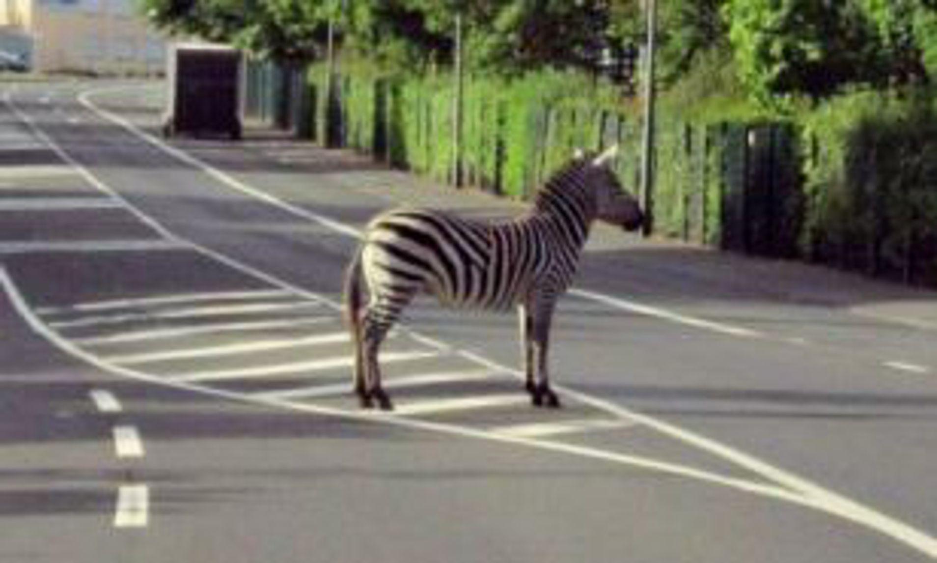 Obrázek Kde je ta zebra