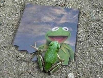 Obrázek Kermit Got A Girlfriend