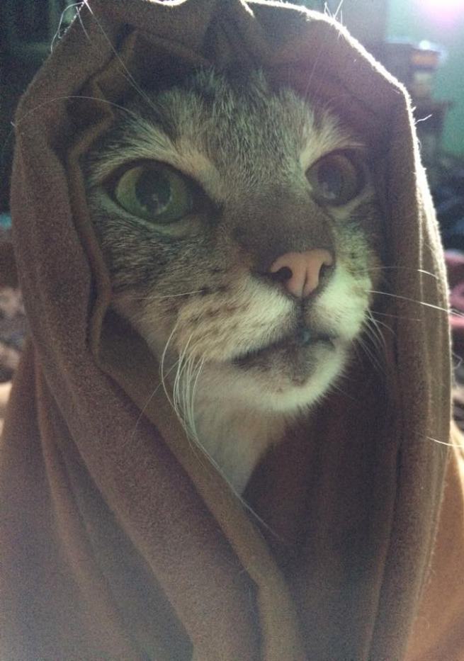 Obrázek Khajit has wares if you have coin