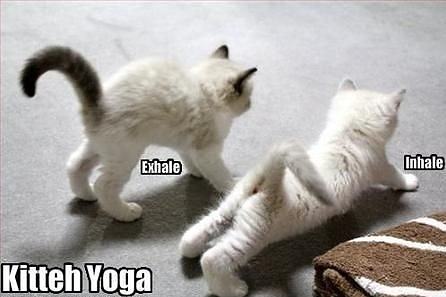 Obrázek Kitteh yoga 23-03-2012