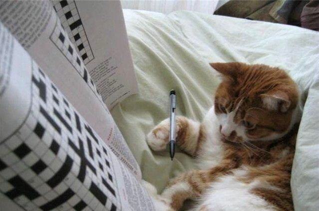 Obrázek Kitten crossword