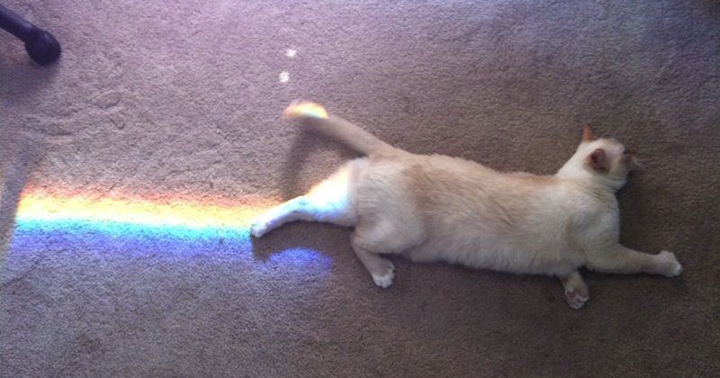Obrázek Kitten rainbow