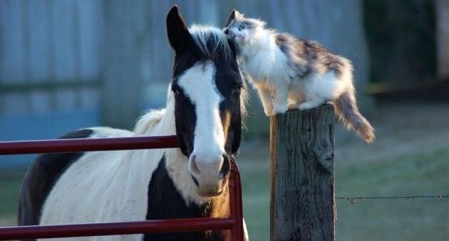 Obrázek Kitten vs horse
