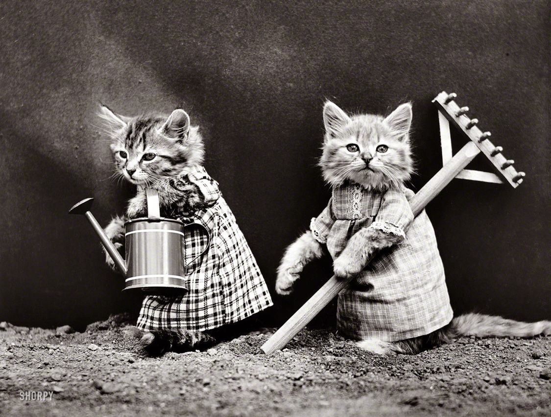 Obrázek Kittens spamming internet since 1914-lr