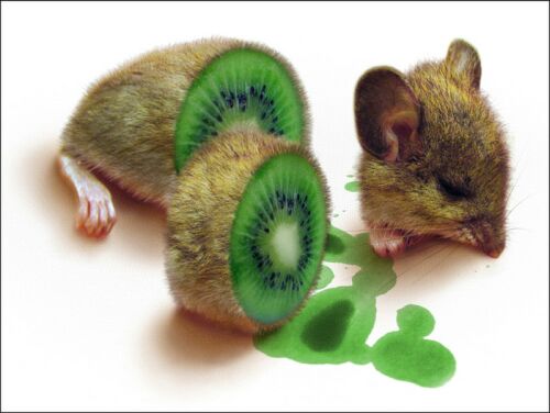 Obrázek Kiwi