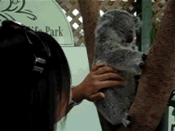 Obrázek Koala