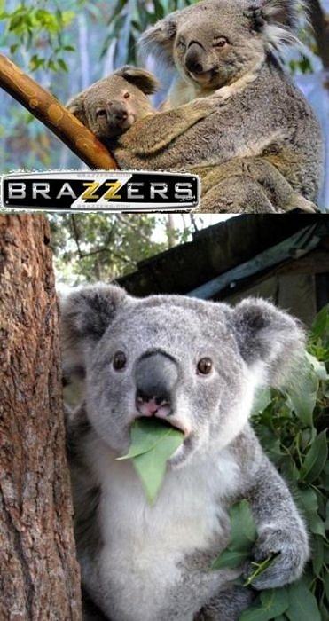 Obrázek Koala 01-02-2012