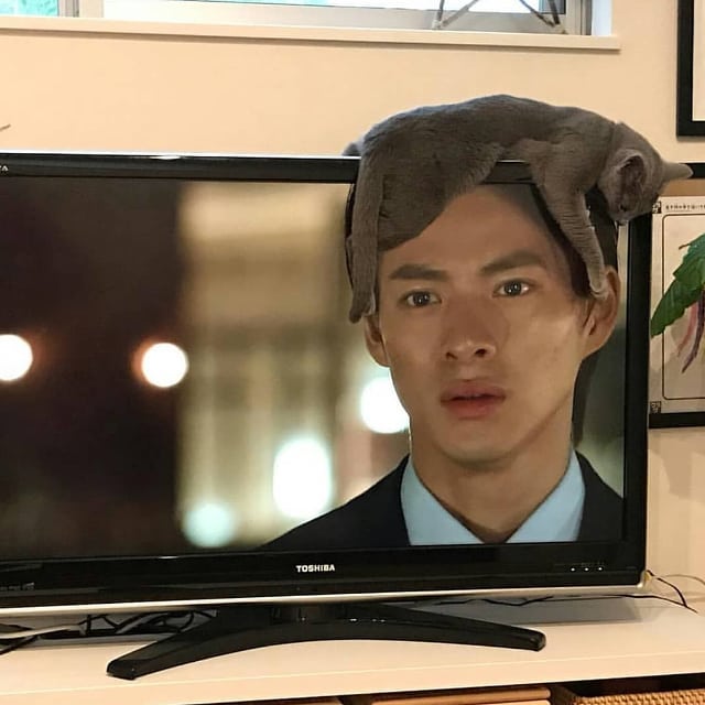 Obrázek Kocici&nbsp;pricesek