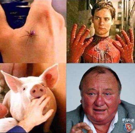 Obrázek Kousnuti vepre