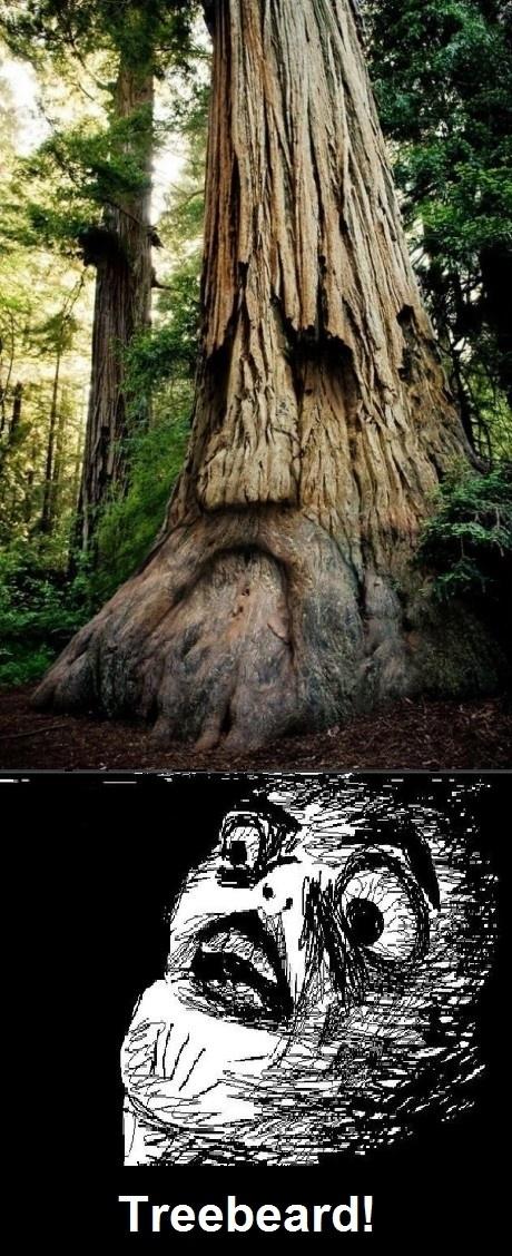 Obrázek LOTR - Treebeard