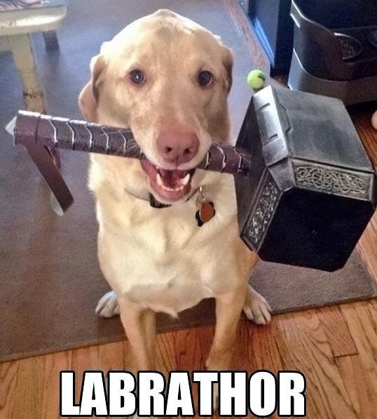 Obrázek Labrathor 