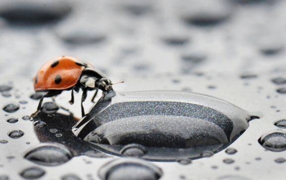 Obrázek Ladybug and raindrops