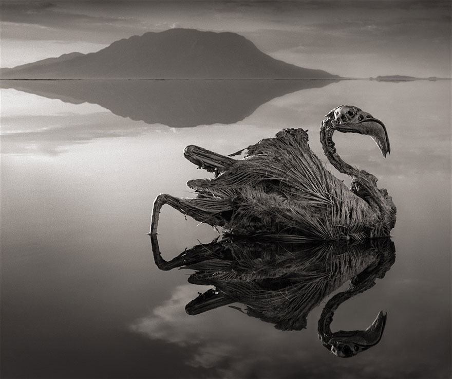 Obrázek Lake Natron Ptak1