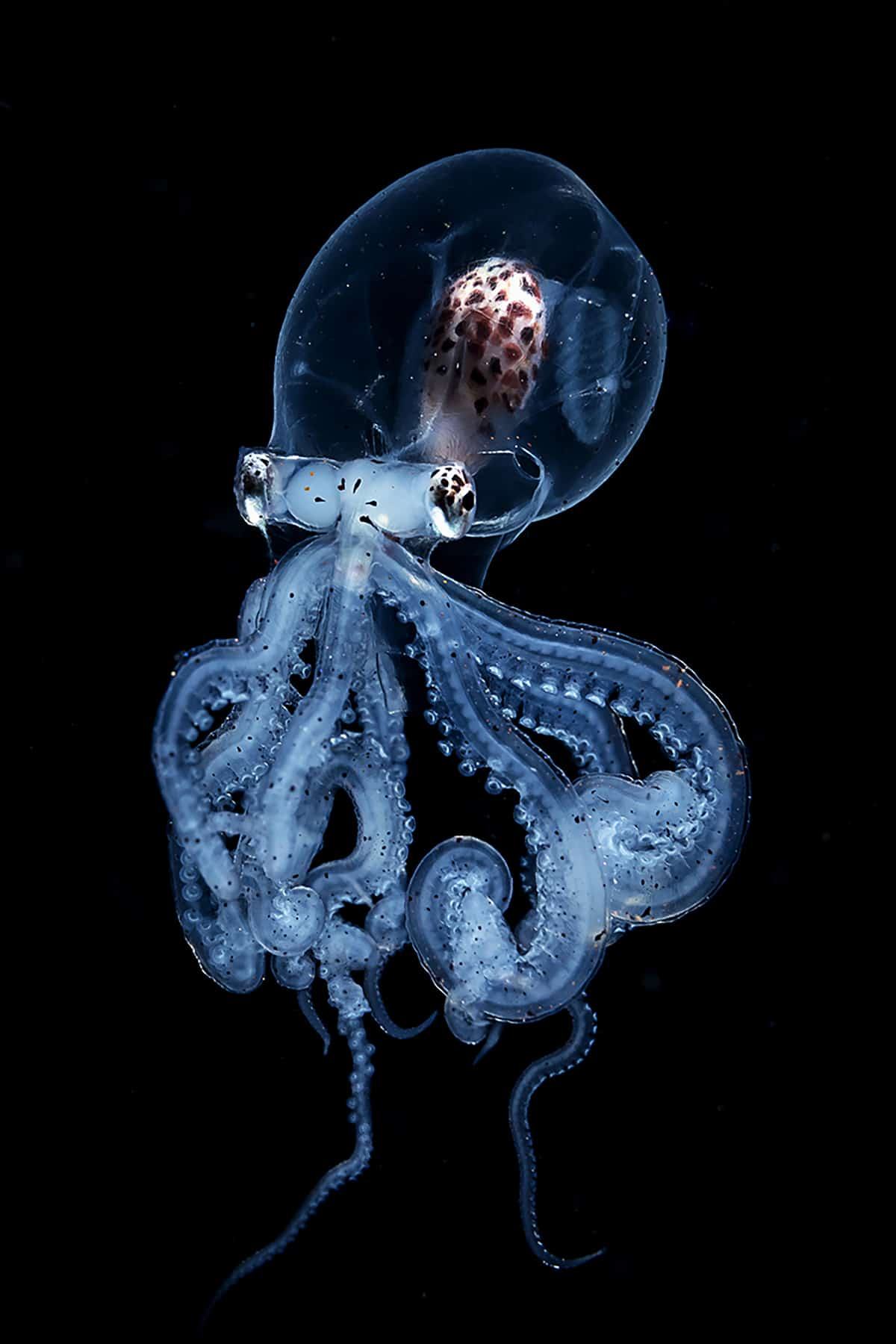 Obrázek Larva chobotnice Wunderpus photogenicus