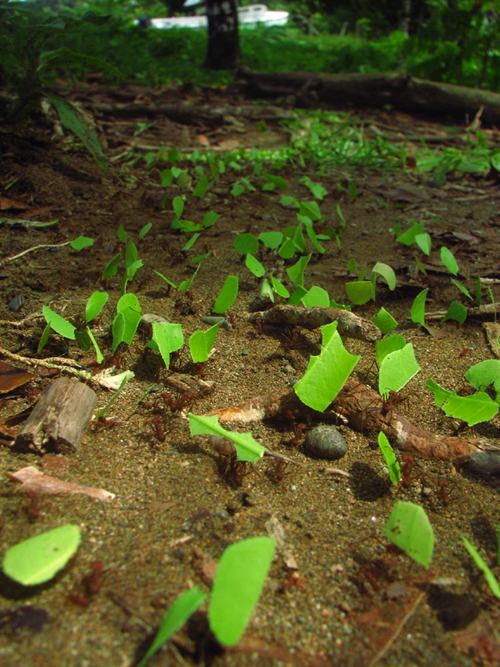 Obrázek Leafcutters