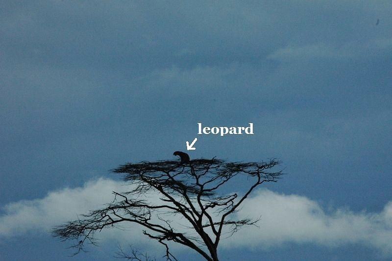 Obrázek Leopard - 18-05-2012