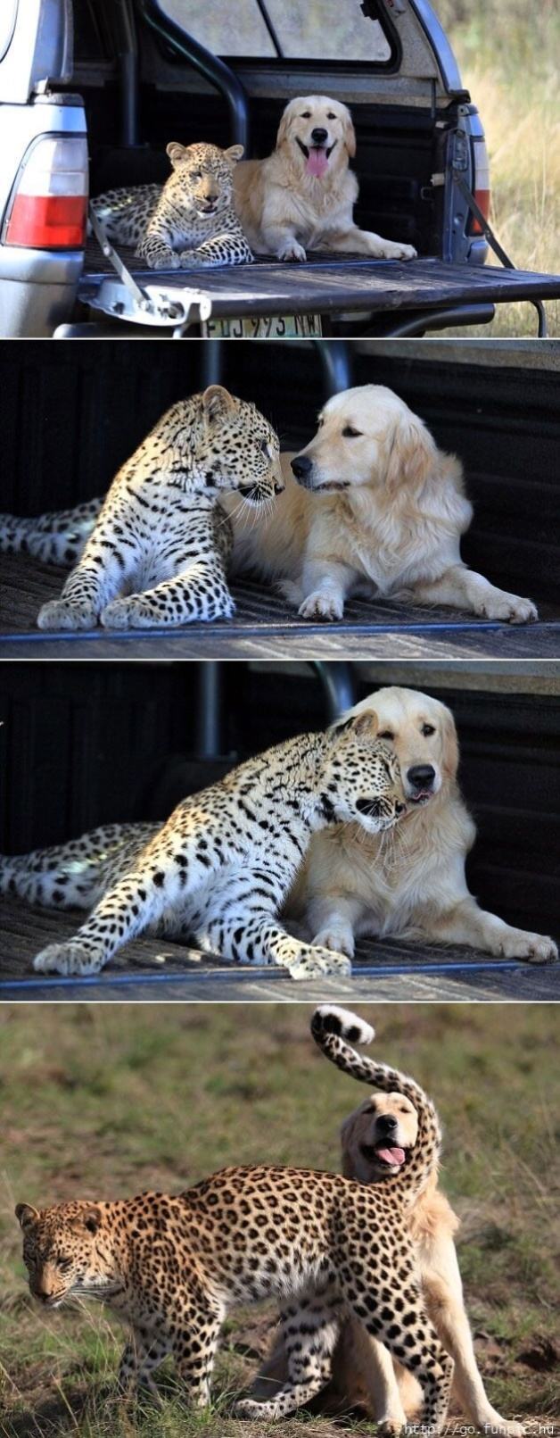 Obrázek Leopard and the golden retriever who are best friends