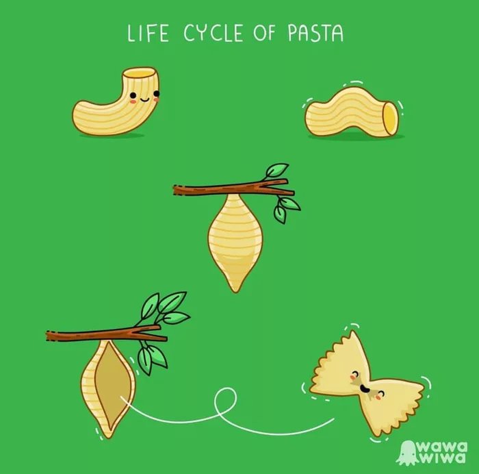 Obrázek Life-cycle-of-pasta