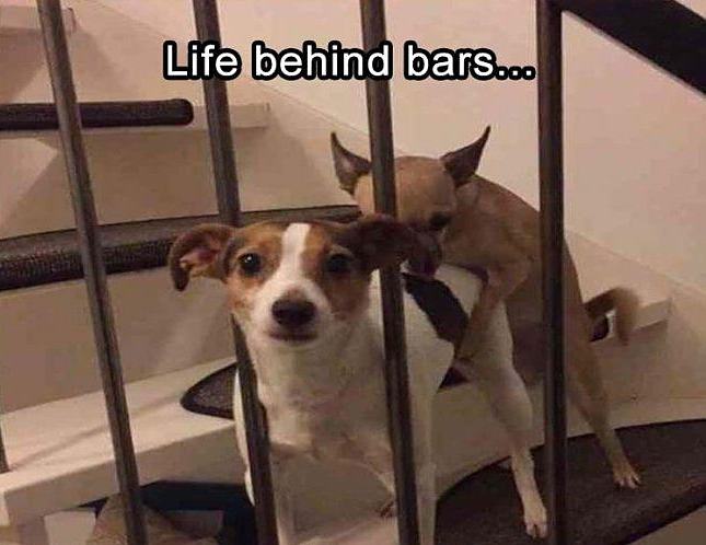 Obrázek Life&nbsp;Behind&nbsp;BARS