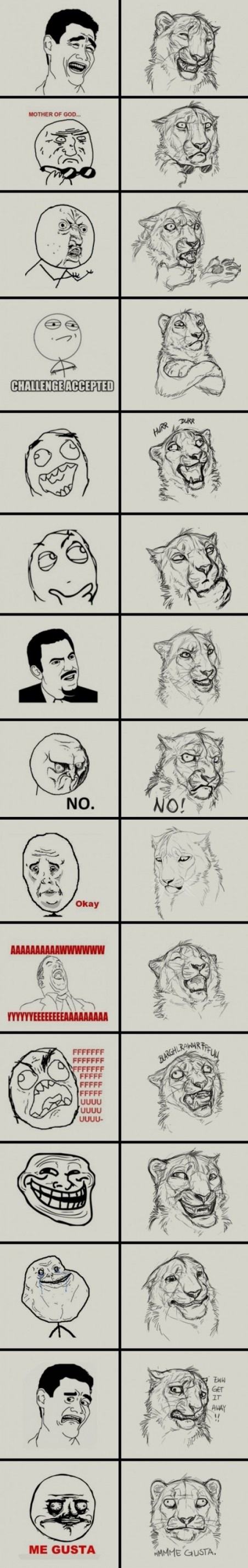 Obrázek Lion memes