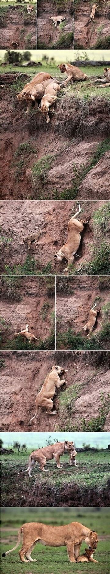 Obrázek Lioness Saves Stranded Cub