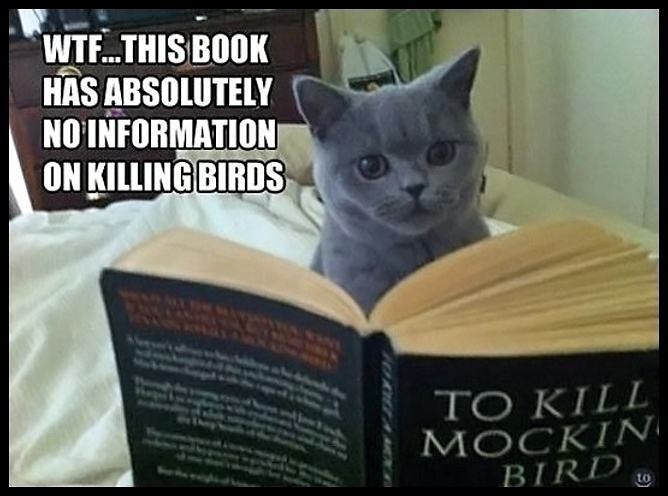Obrázek Little-cat-read-mockingbird-book