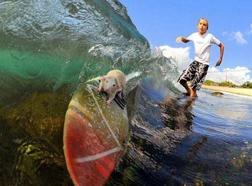 Obrázek Little-surfer-rodent
