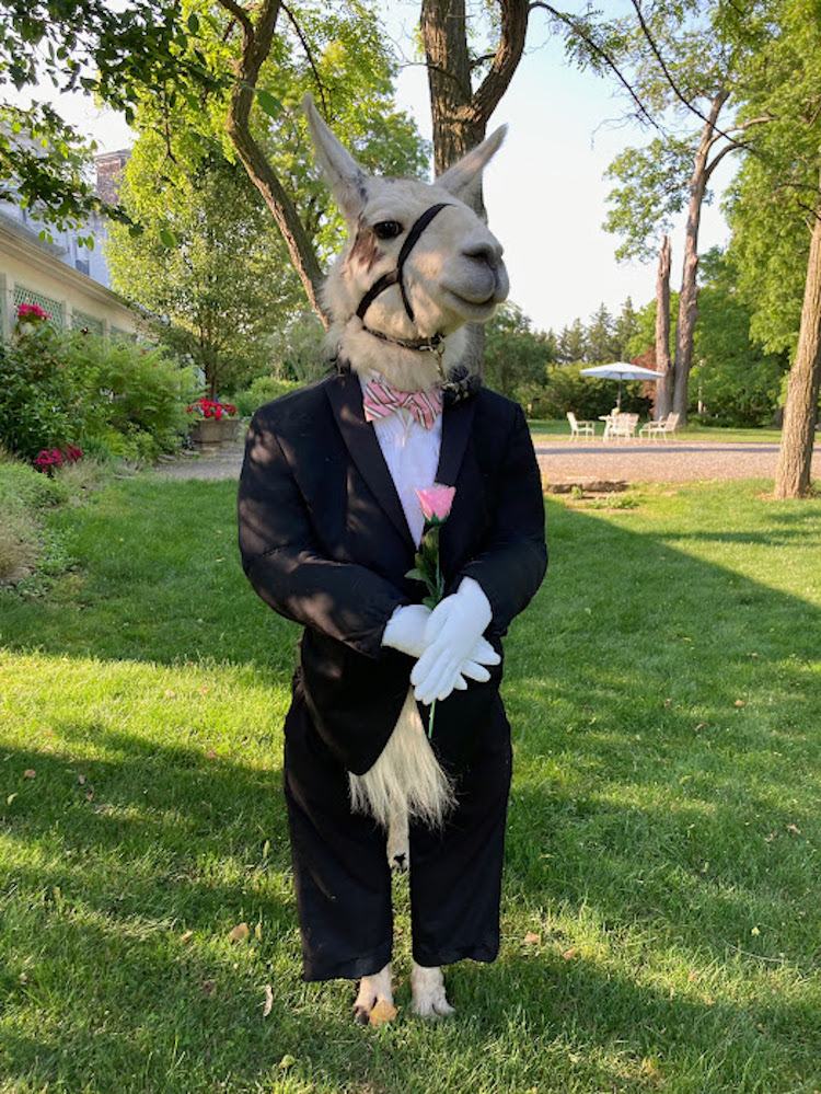 Obrázek Llama dressed for wedding