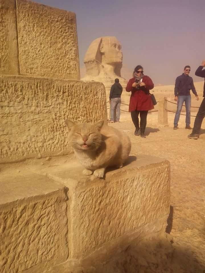 Obrázek Look at me - I am the Sphinx meow