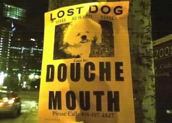 Obrázek Lost Dog.  