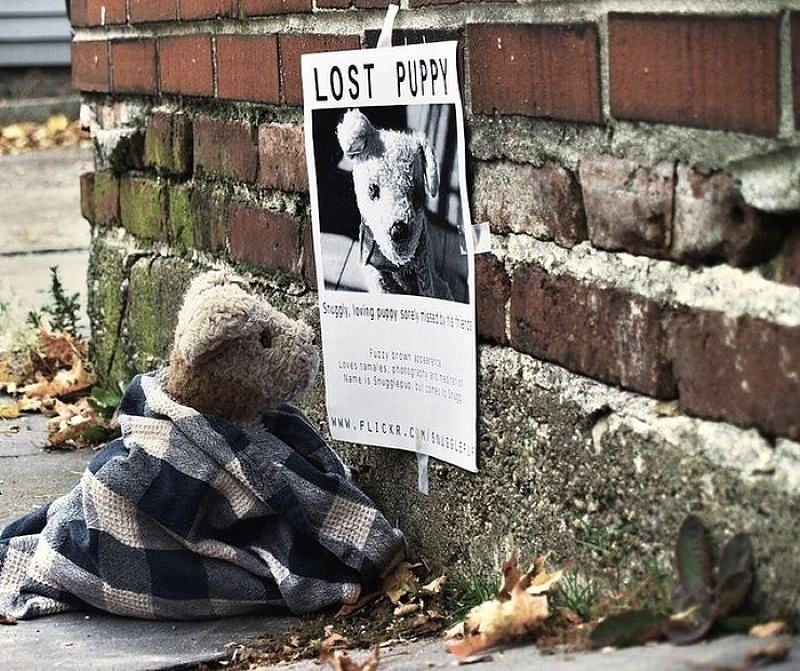 Obrázek Lost Puppy 06-03-2012