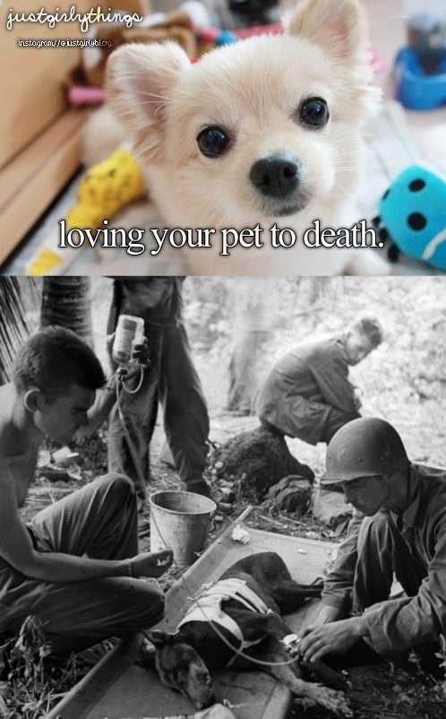 Obrázek Loving your pet