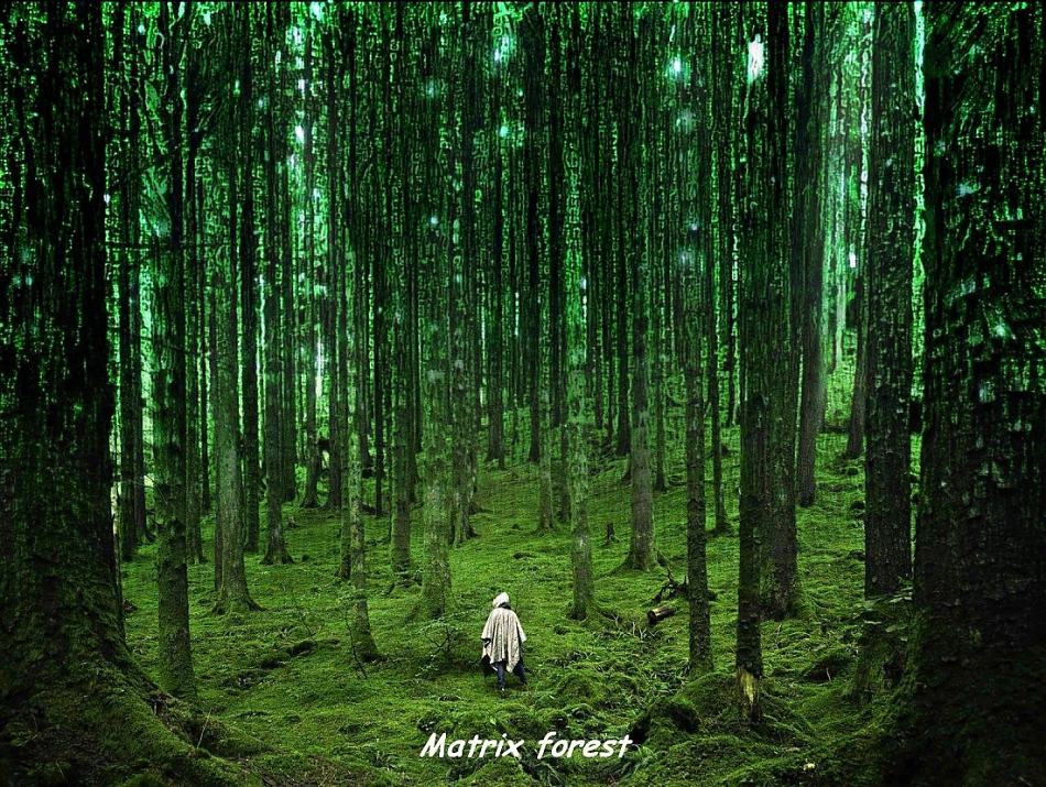 Obrázek MAtrixForest