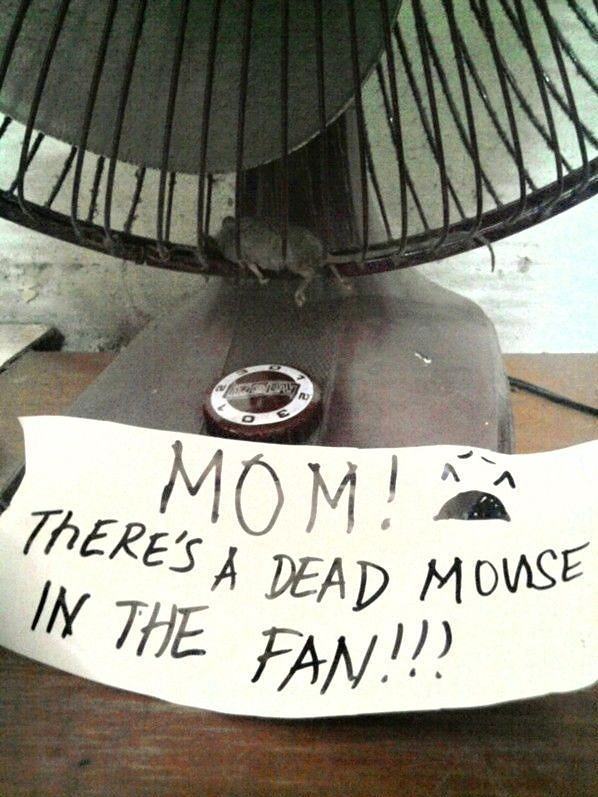 Obrázek MOM - theres a dead mouse