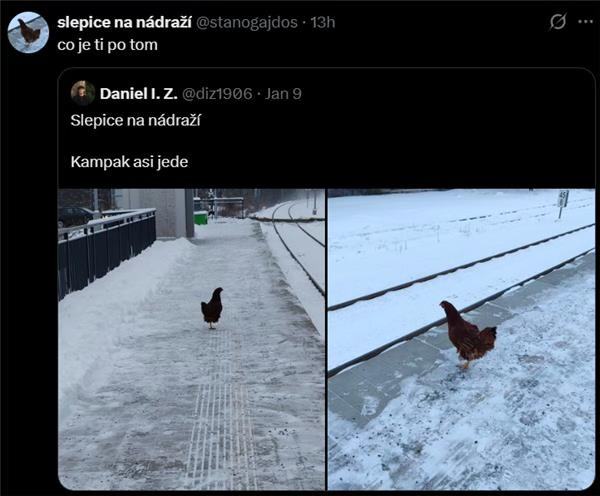 Obrázek MRGA1151-Slepice