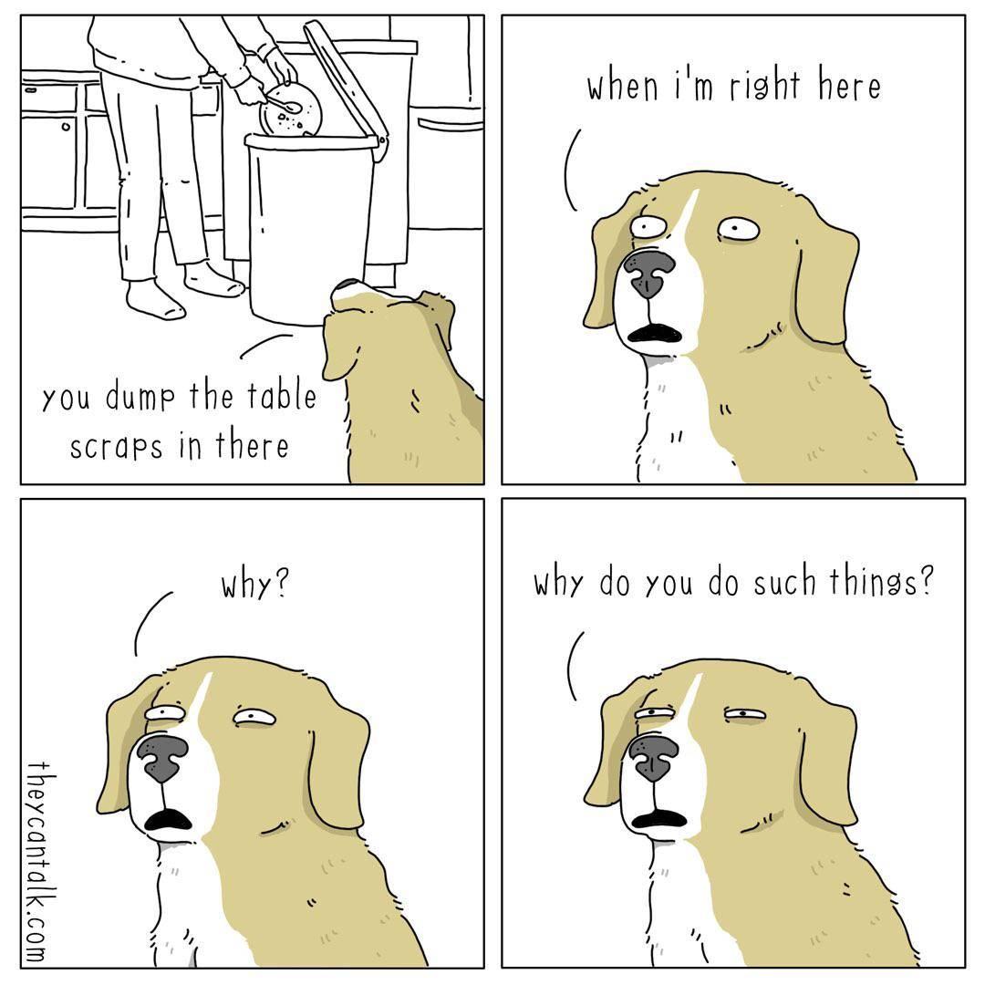 Obrázek MRGA409-DogQuestionsHumanFoodChoices