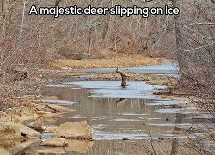 Obrázek Majestic Deer Slipping