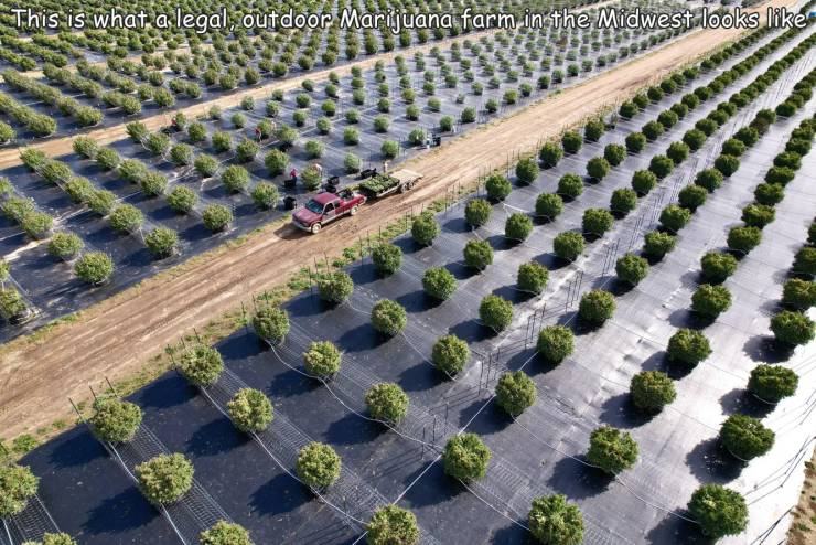 Obrázek Marijuana farm