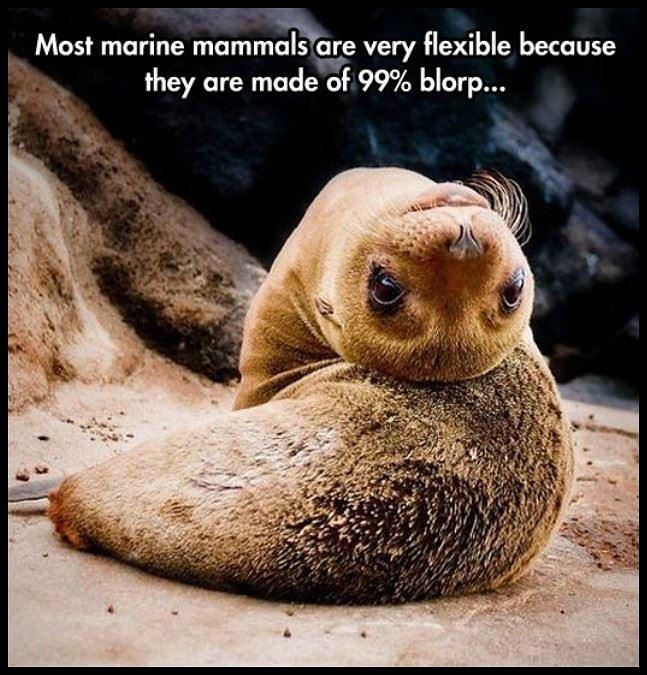 Obrázek Marine Animals Are Flexible