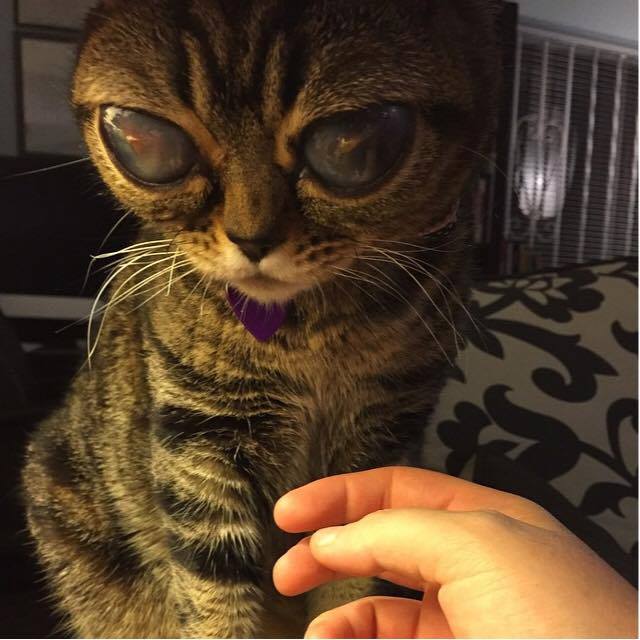 Obrázek Matilda the alien cat